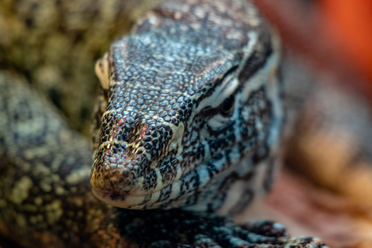 close up portrait of a nile monitor, a large African species