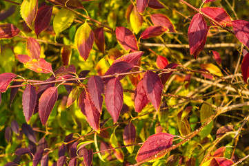 Autumn urban landscape on a Sunny day - yellow autumn trees in the Park, colorful red and orange leaves, and bright sky with clouds