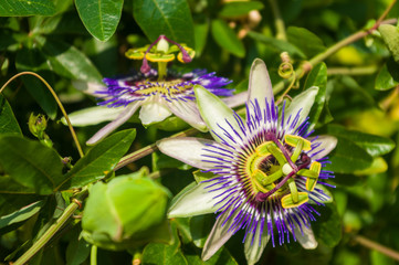 passion flower Passiflora caerulea Passionflower against green garden background