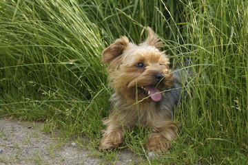 Yorkshire Terrier Hund sitzt im Gras im Feld und ruht sich aus nach dem Spaziergang