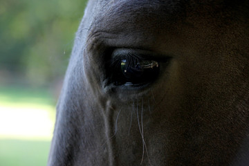 black eye beautiful horses, close-up, copy space