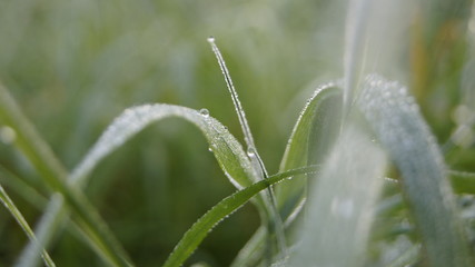 Grashalm am Morgen mit Morgentau im Feld und Regentropfen, verschwommener grüner Hintergrund....