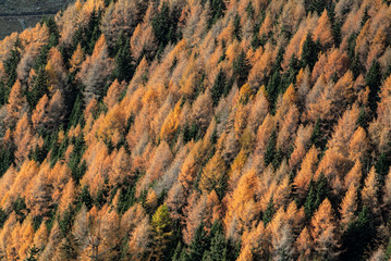 Contrast of colors in the woods of Valtellina on an autumn day