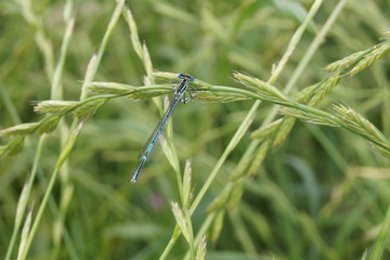Blaue Libelle sitzt auf dem grünen Grashalm 