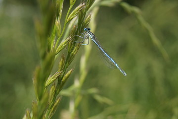 Blaue Libelle sitzt auf dem grünen Grashalm 