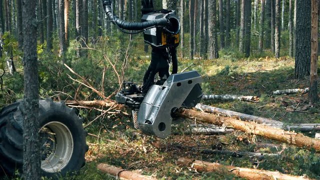 Wood-processing machine is sawing a felled pine