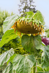 Giant Mammoth Sunflower finishes blooming in the late summer; Large sunflower droops its head in the autumn