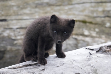 Arctic Fox (Alopex lagopus) pup of the Priblof Islands, Saint Paul Alaska