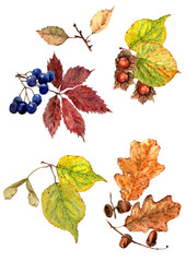 Set of autumn yellow leaves, acorns, hazelnuts and blue berries. Watercolor.