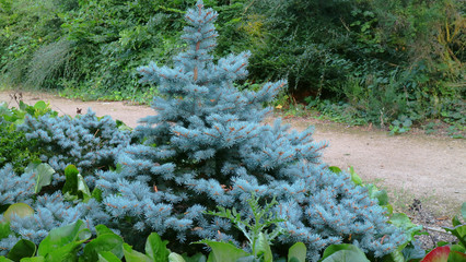 Beautiful Baby Blue Spruce