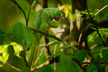 Rose-ringed Parakeet - Psittacula krameri  or ring-necked parakeet, medium-sized parrot in the genus Psittacula, family Psittacidae, native ranges in Africa and South Asia, introduced into the world