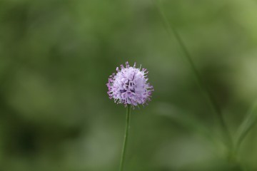 Flower of the scabious plant Succisa inflexa