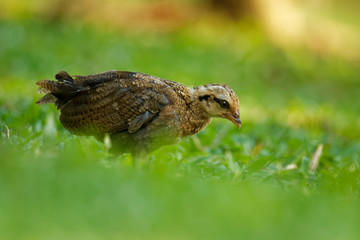 Red Junglefowl - Gallus gallus  tropical bird in the family Phasianidae. It is the primary progenitor of the domestic chicken (Gallus gallus domesticus)