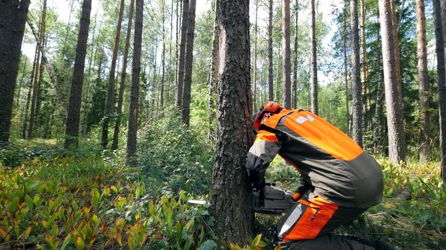 Lumberjack is cutting a tree with a chainsaw