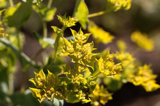 Flower of a narrow-leaved thorough-wax, Bupleurum rotundifolium.
