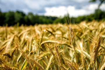 Getreide auf einem Feld vor der Ernte