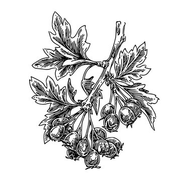hawthorn branch black and white drawing clip art preview