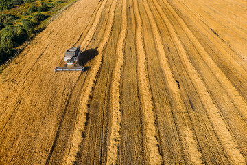 Aerial view on the combine working on the large wheat field