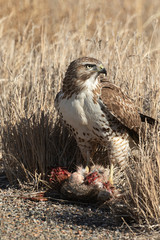 Red-tailed Hawk feeding on cotton tailed rabbit