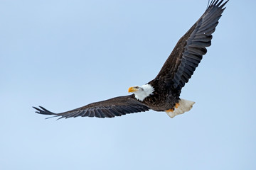 Bald Eagle in flight, soaring on light blue sky.