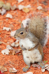 Cute little Grey Squirrel in urban garden