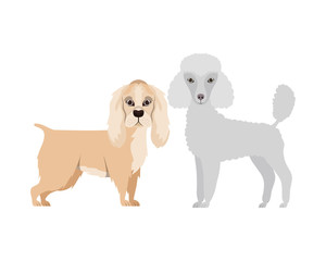 cute and adorable dogs on white background