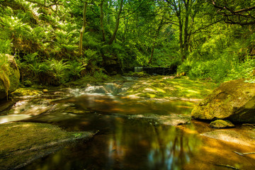 river in forest