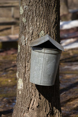 Old Maple Sap Collection bucket on a Maple Tree