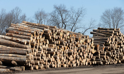 Wood waiting to be cut at lumber yard