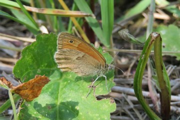 Beautiful gatekeeper butterfly on green leaf in the garden, closeup