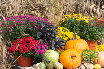 Beautiful Autumn scene with mums, pumpkins, and gourds