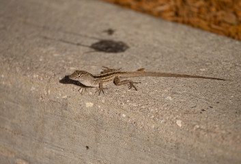 Lizard on ground in Southern Florida