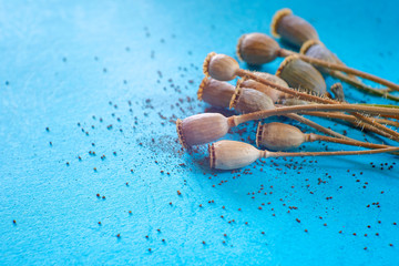 Dried poppy heads on a blue background. Stems with scattered poppy seeds. Concept benefit and harm...