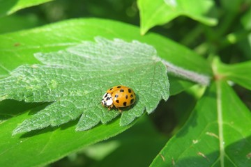 Ladybug on green leaves in the garden, closeup