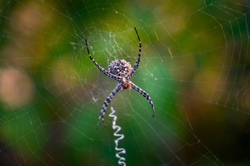 Spider on spider web