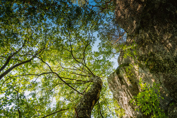 tree in forest © Dreamnordno