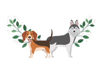 cute and adorable dogs on white background