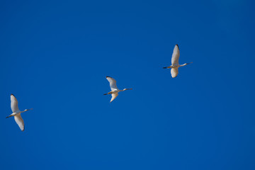 trío de gaviotas volando en cielo azul