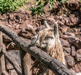 Sacred Valley, Peru - 05/21/2019: Awanacancha Textile site's llamas in Peru outside of Cusco. 