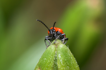 The scarlet lily beetle, red lily beetle, or lily leaf beetle - Lilioceris merdigera - close up - macro photography