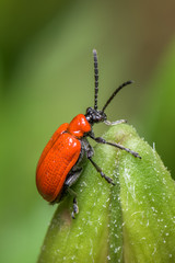 The scarlet lily beetle, red lily beetle, or lily leaf beetle - Lilioceris merdigera - close up - macro photography