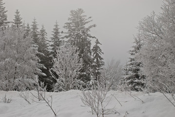 Cloudy day in the winter in Switzerland. Snow covered trees. Christmas backgrounds. Copy space.