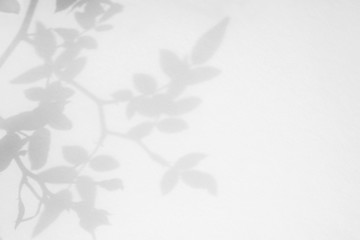 Gray shadow of the wild roses leaves and flowers on a white wall