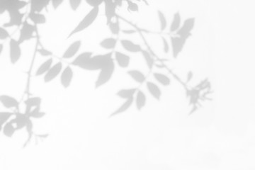 Overlay effect for photo. Gray shadow of the wild roses leaves on a white wall. Abstract neutral nature concept blurred background. Space for text. - obrazy, fototapety, plakaty