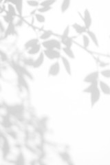 Overlay effect for photo. Gray shadow of the wild roses leaves on a white wall. Abstract neutral...