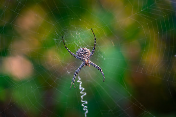 Spider on spider web