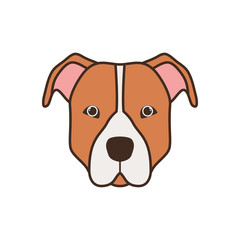cute pitbull dog on white background