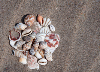 Shells on the beach as background. Sand Texture.