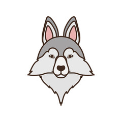 head of cute lobo siberiano dog on white background