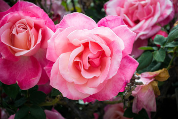 A Walk in the Neighborhood 